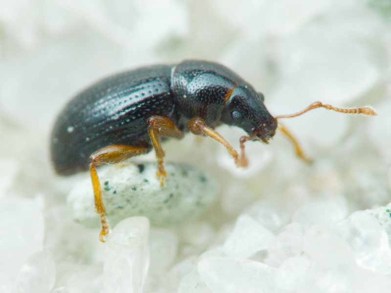 Barypeithes lebedevi (Roubal, 1926)